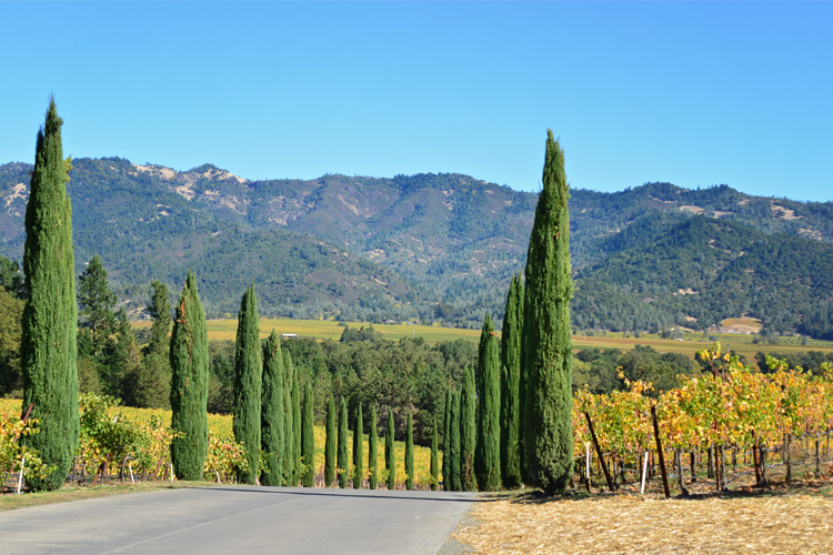 Castello di Amorosa Halloween Barrels