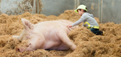 Rub a pig’s belly at the Animal Place Sanctuary
