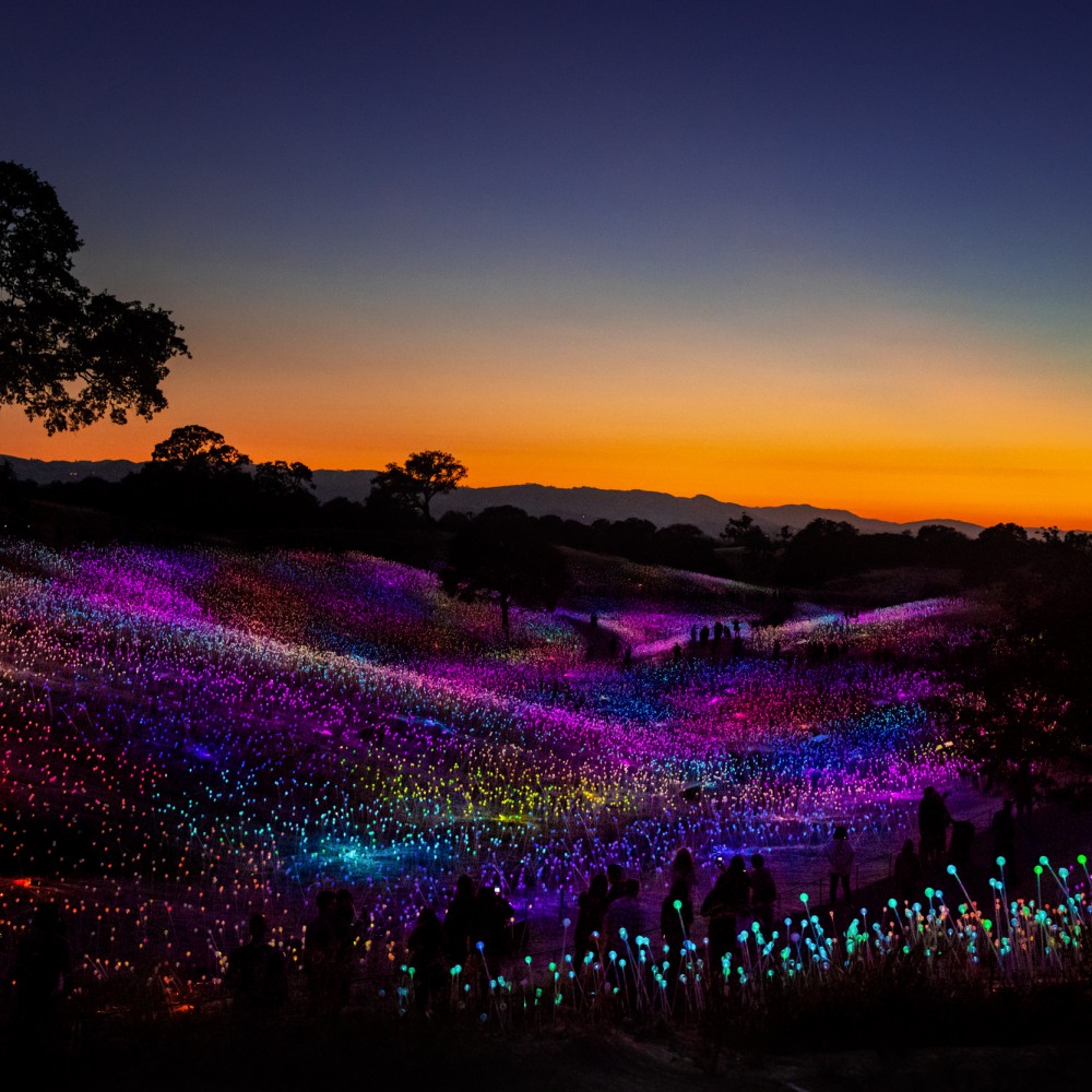 Experience Bruce Munro: Field of Light at Sensorio in Paso Robles