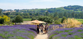 The lavender gardens at Matanzas Creek Winery