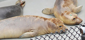 The Marine Mammal Center - Sausalito